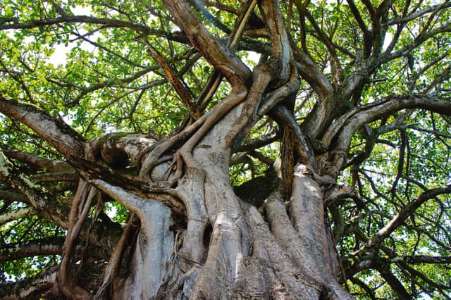 FICUS TREE