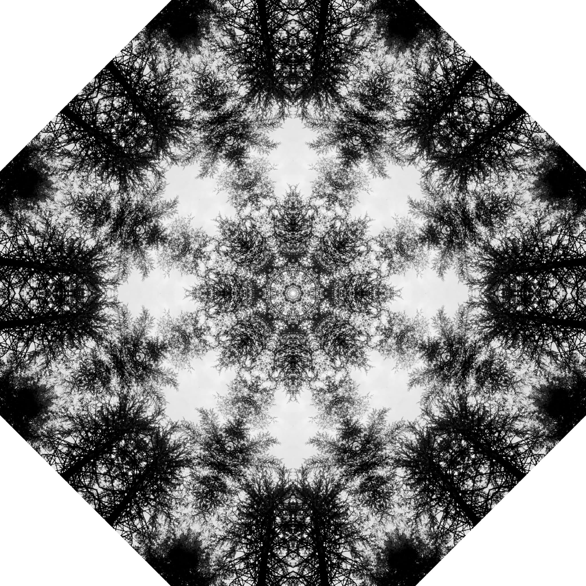 CANOPY SYMMETREE