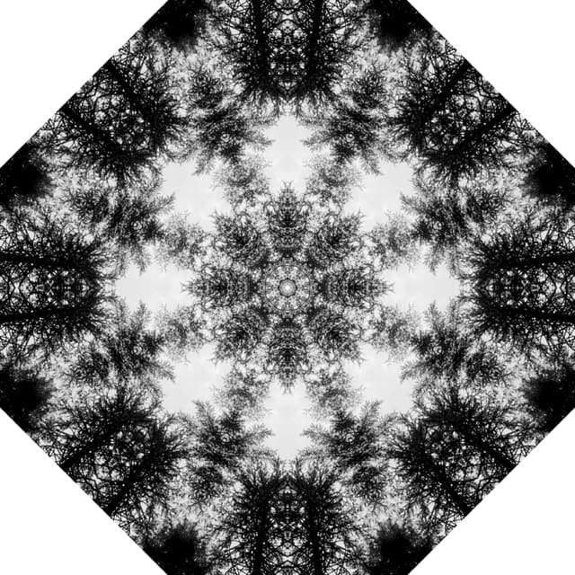 CANOPY SYMMETREE
